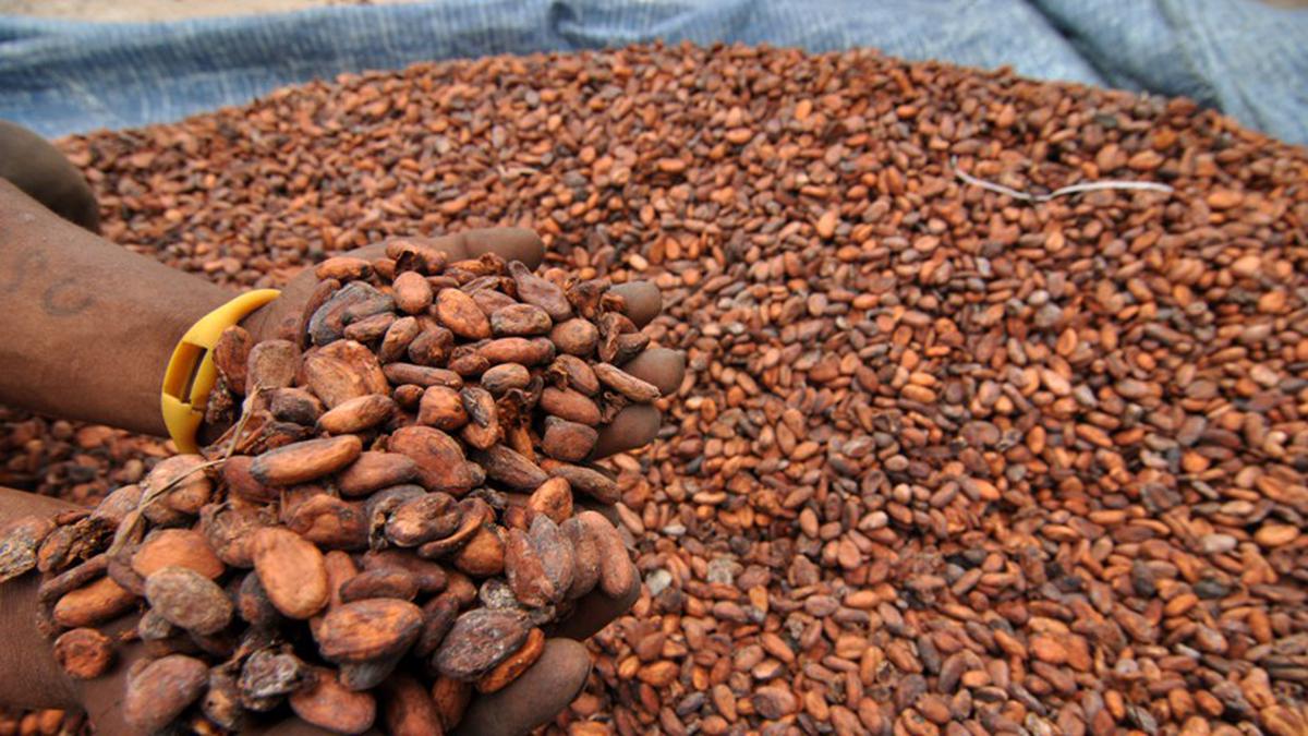 Harga Referensi Biji Kakao Naik Imbas Penutupan Selat Hormuz