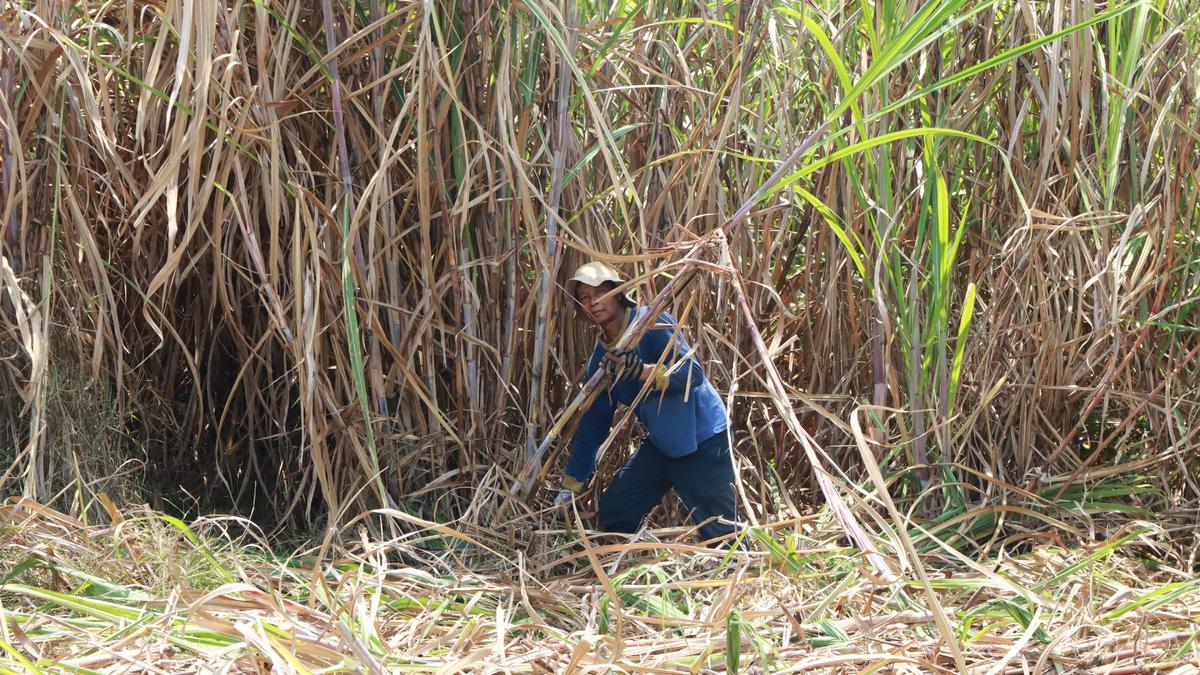 Buntut Protes Petani Tebu, Bulog Mau Rombak Manajemen Anak Usaha