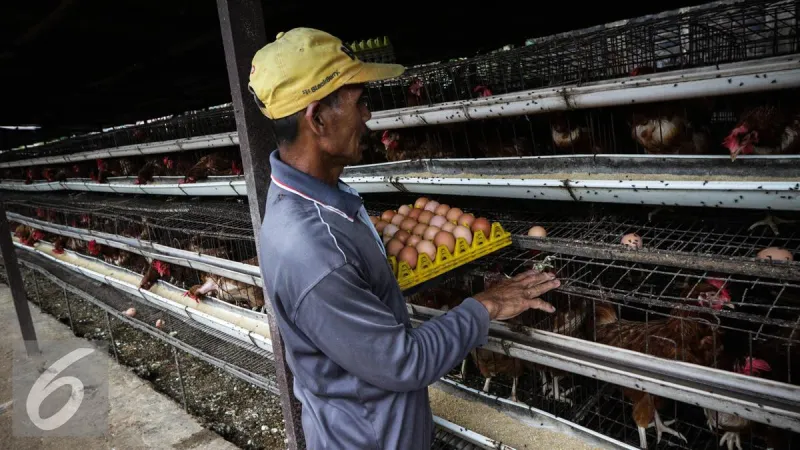 MBG Libur, Mentan Minta Perusahaan Besar Beli Telur Peternak