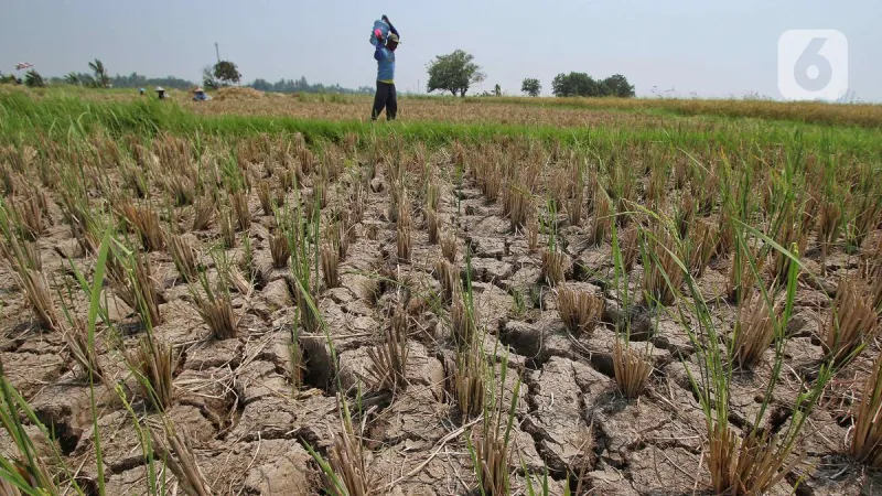 Menteri PU Bentuk Satgas El Nino