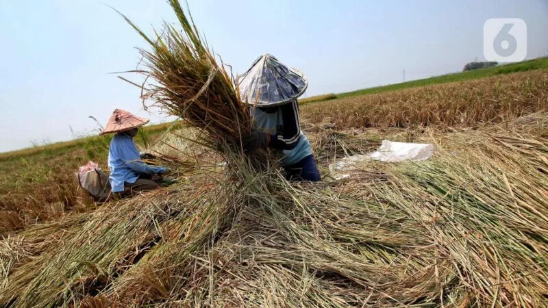Produksi Beras Berpotensi Turun hingga Juli 2026