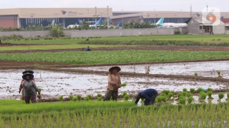 Produksi Beras Indonesia Mendorong Rekor Puncak di Asia Tenggara Hari Ini