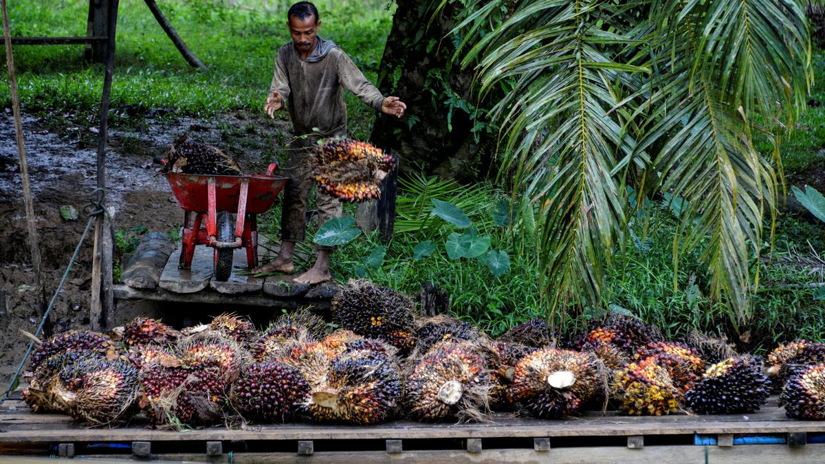 Agrinas Palma Mengekspansi Kebun Sawit untuk Ketahanan Nasional