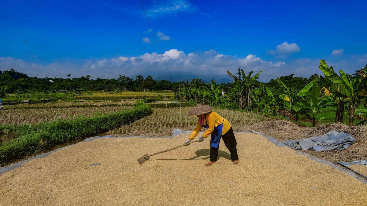 Bulog Serap 3,5 Juta Ton Beras Petani