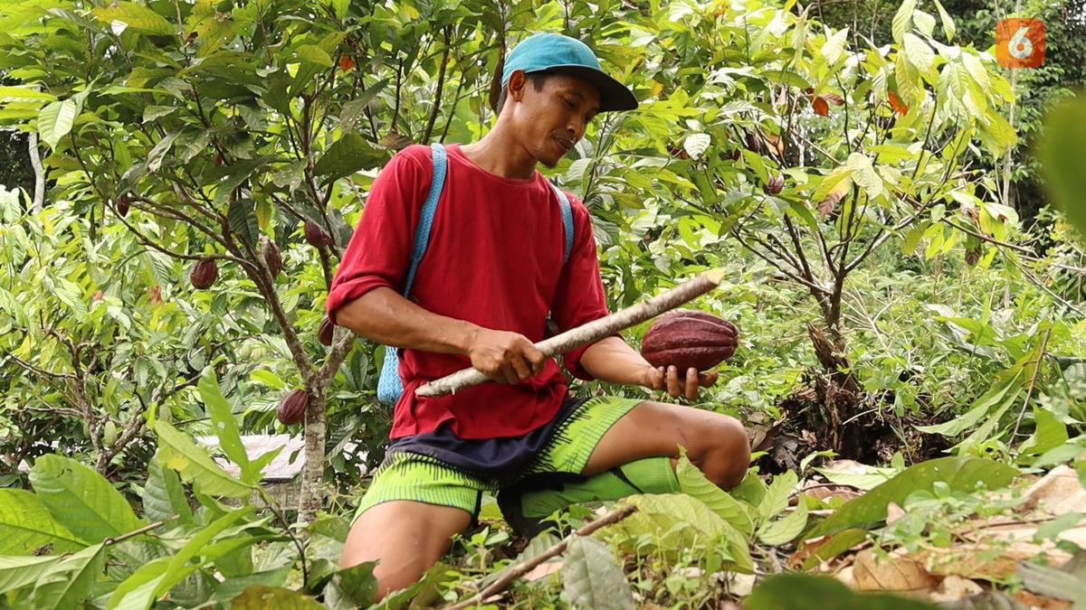Kakao Indonesia Dominasi 50% Pasar Olahan Kakao Asia