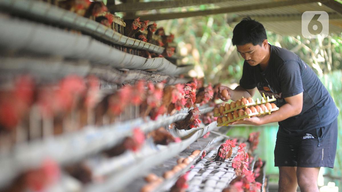 Harga Pangan Jakarta: Cabai Rawit Rp 61.450/kg, Telur Ayam Rp 29.050/kg