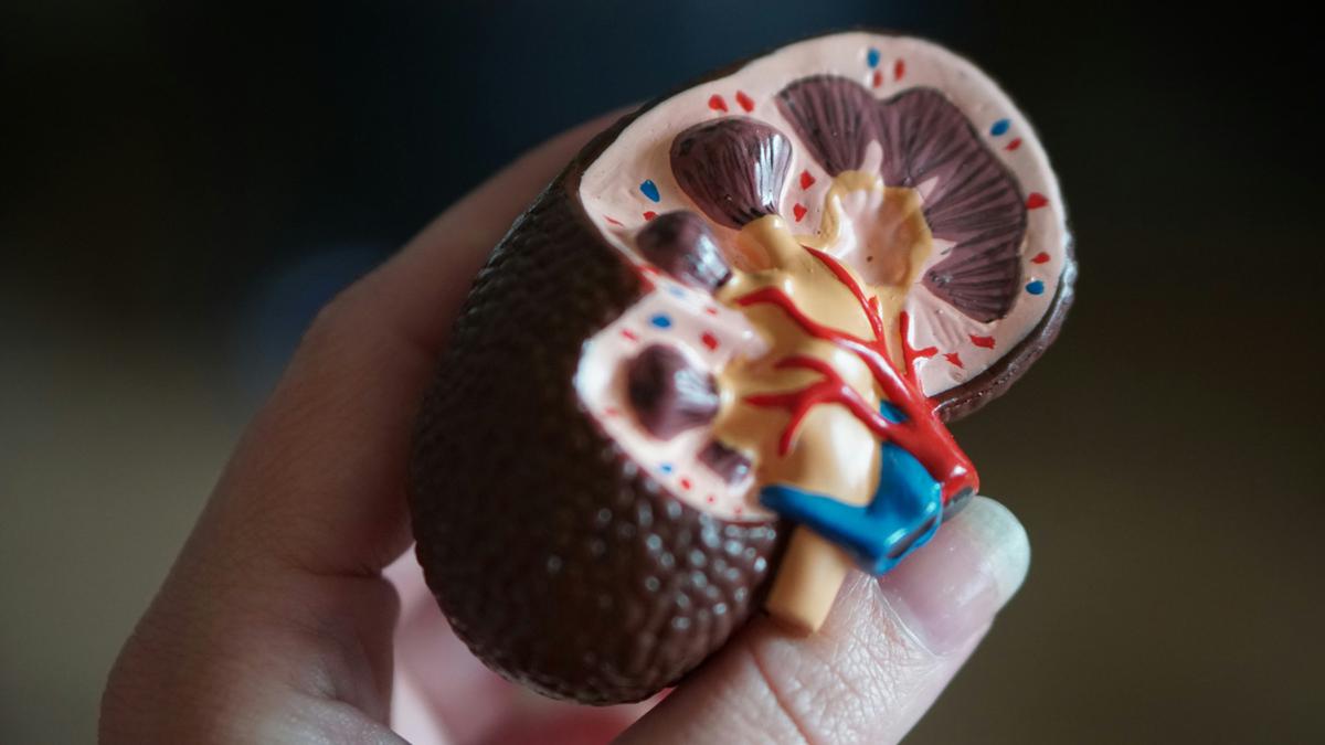 Kriopreservasi Organ Awet Hari Rata, Terobosan Medis