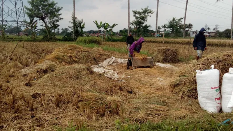 Indonesia Jadi Tiga Besar dalam Produksi Beras 2026