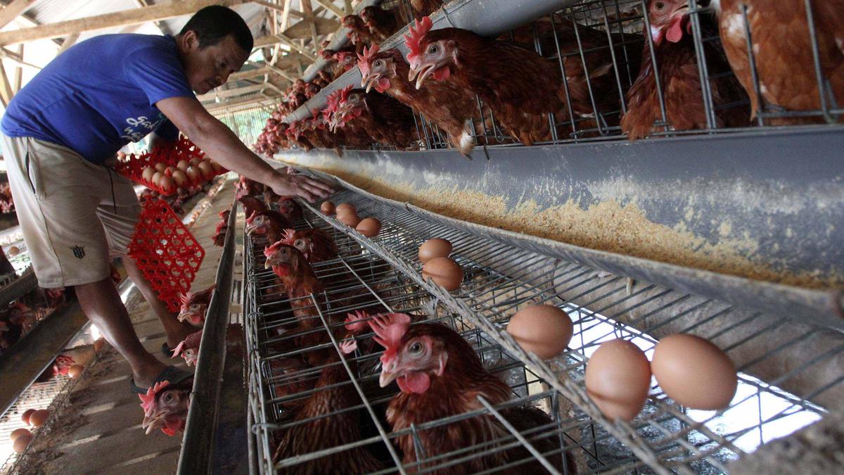 Program MBG Mengangkat Harga Ayam Peternak Bahagia