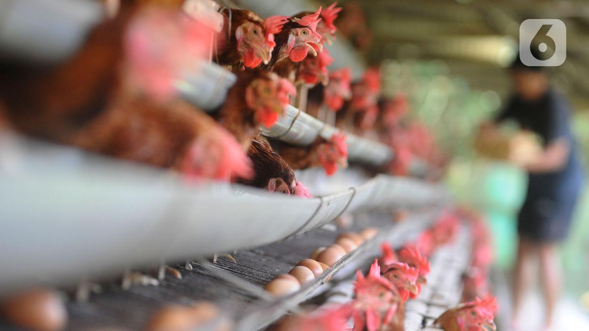 Pemerintah Minta Peternak Ayam Sesuaikan Kalender Produksi dengan Jadwal MBG